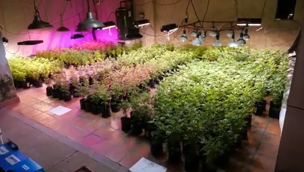 Finca con 500 plantas de marihuana