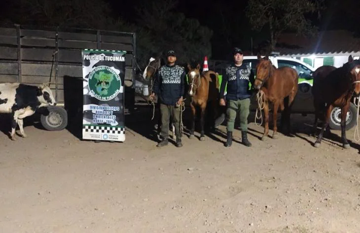 Animales sueltos