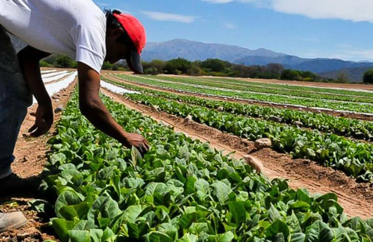 cultivo de tabaco
